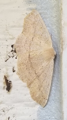 Sabulodes