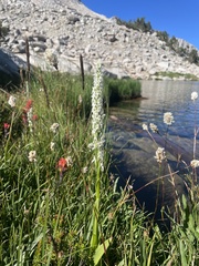 Platanthera dilatata leucostachys