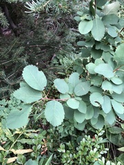 Amelanchier alnifolia