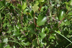 Betula pumila