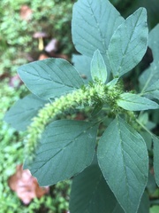 Amaranthus blitum