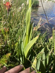 Platanthera dilatata leucostachys