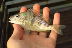 Orthopristis chrysoptera