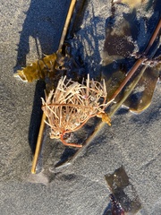 Corallina officinalis