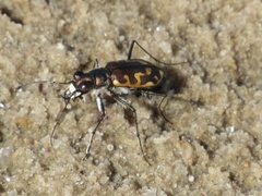 Cicindela hirticollis
