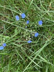 Cynoglossum amabile