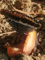 Charaxes jasius