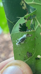 Cyrtepistomus castaneus