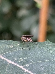Dolichopodidae