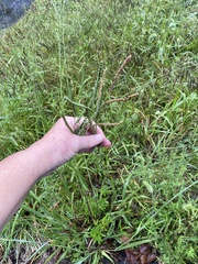 Paspalum pubiflorum