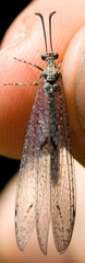 Neuroleon nemausiensis