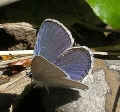 Cupido amyntula