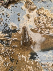 Faxonius virilis