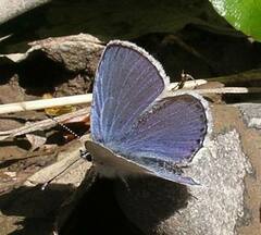 Cupido amyntula