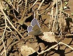 Cupido amyntula