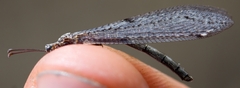 Neuroleon nemausiensis