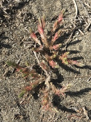 Cardionema ramosissimum