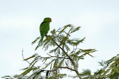 Psittacara leucophthalmus