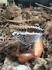 Charaxes jasius