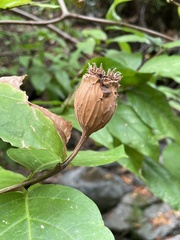 Calycanthus occidentalis