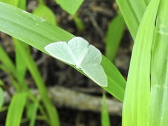 Chlorochlamys phyllinaria