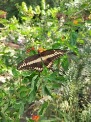 Papilio ornythion ornythion