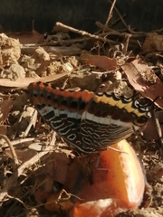 Charaxes jasius