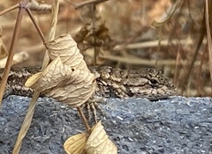Sceloporus occidentalis bocourtii