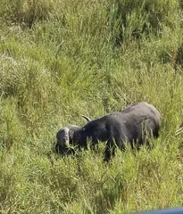 Syncerus caffer caffer