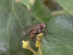 Muscidae