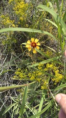 Gaillardia