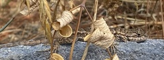 Sceloporus occidentalis bocourtii