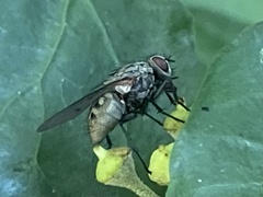 Muscidae