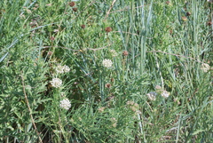 Asclepias subverticillata