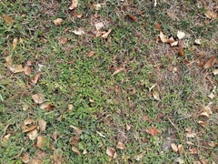 Potentilla reptans