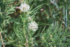 Asclepias subverticillata