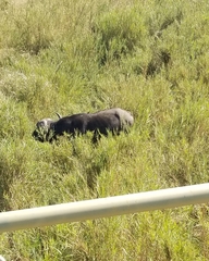 Syncerus caffer caffer