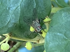 Muscidae