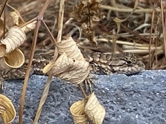 Sceloporus occidentalis bocourtii