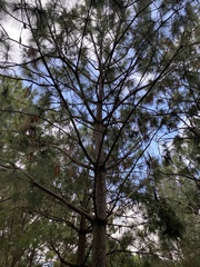 Pinus pseudostrobus