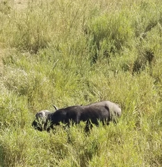 Syncerus caffer caffer