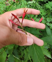 Spigelia marilandica