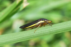 Homalodisca insolita