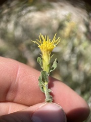 Ericameria discoidea
