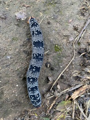 Arsenura polyodonta