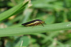 Homalodisca insolita