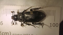Nicrophorus nigrita