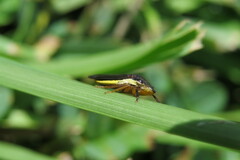 Homalodisca insolita