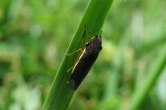 Homalodisca insolita