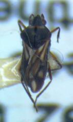 Microvelia